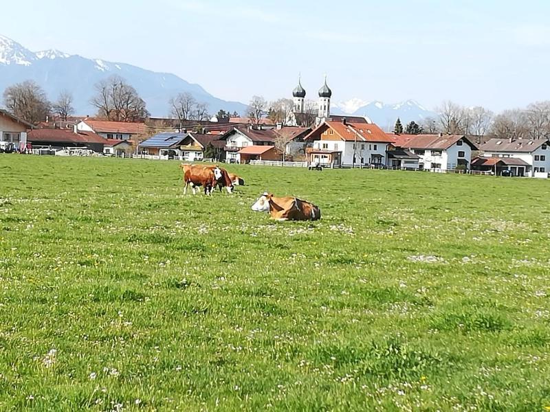 Apartment Moosblick Zwischen Bergen Und See Benediktbeuern Εξωτερικό φωτογραφία